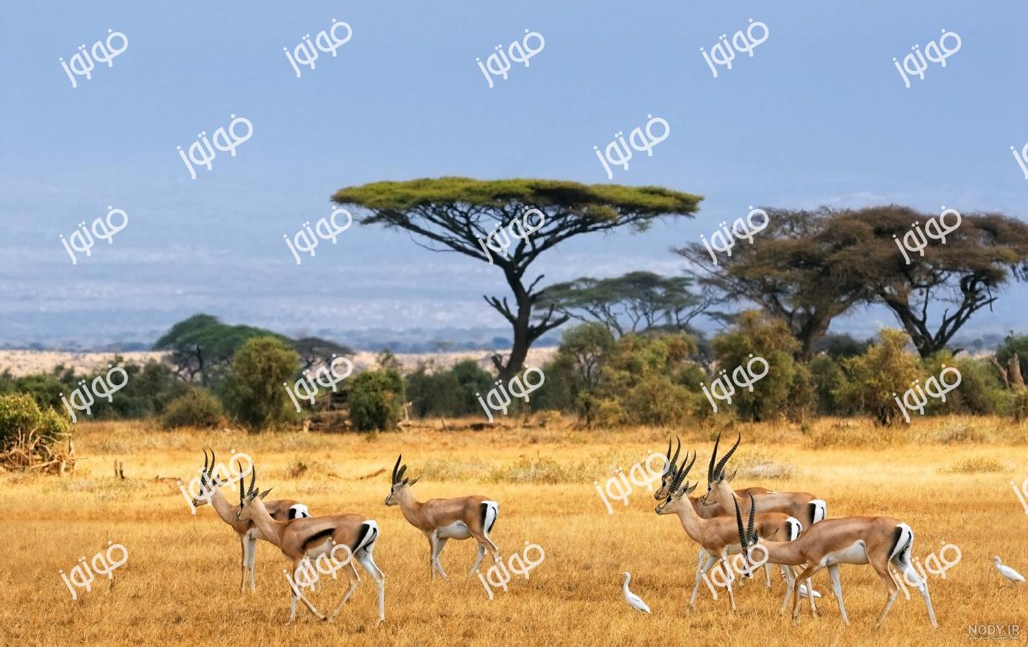 عکس آهو در طبیعت