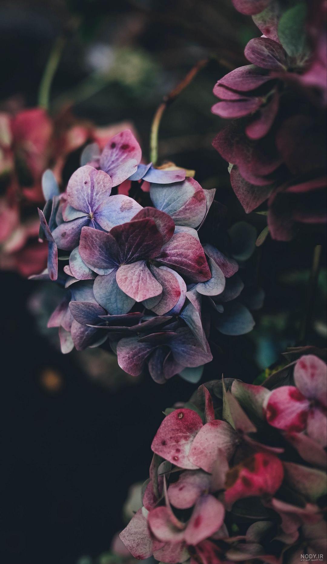 عکس برای تصویر زمینه گوشی گل عکس برای تصویر زمینه گوشی گل