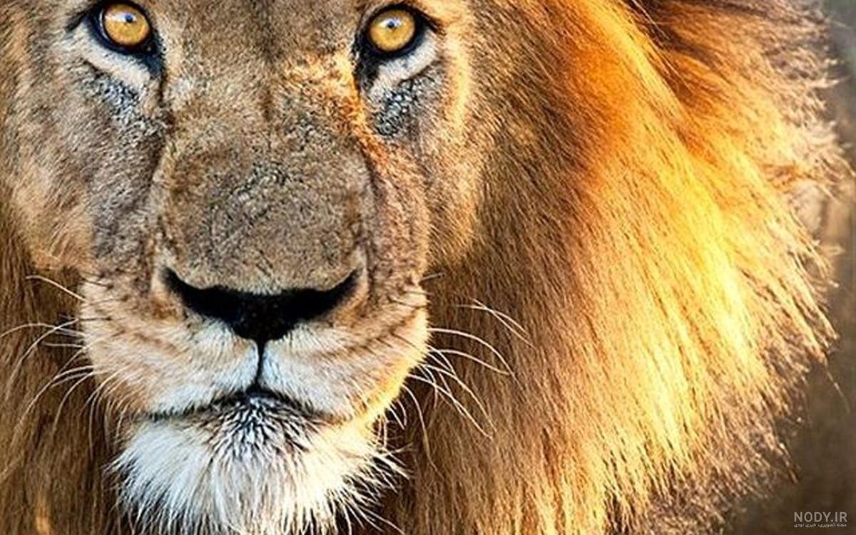عکس بزرگترین شیر نر جهان عکس بزرگترین شیر نر جهان