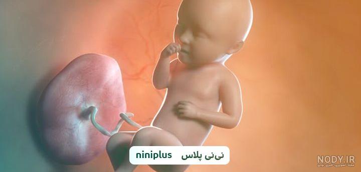 عکس بچه دو ماه تو شکم مادر