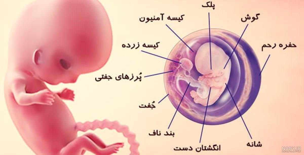 عکس جنین یک ماهه در شکم مادر