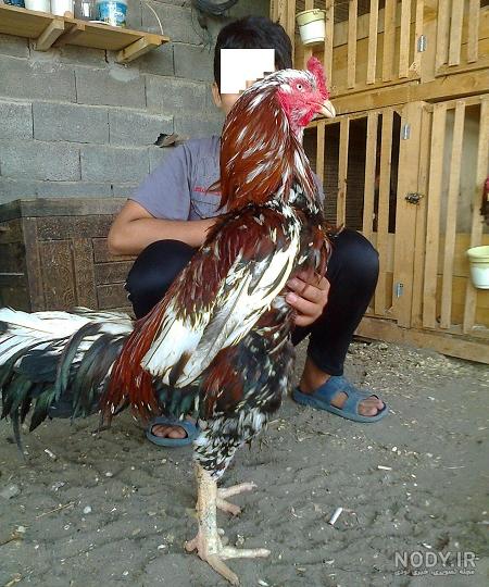 عکس جوجه خروس عکس جوجه خروس