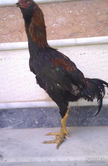 عکس جوجه لاری سیاه عکس جوجه لاری سیاه