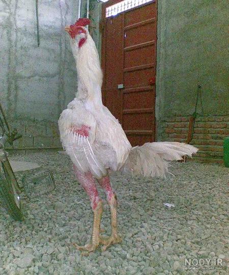 عکس لاری ریش