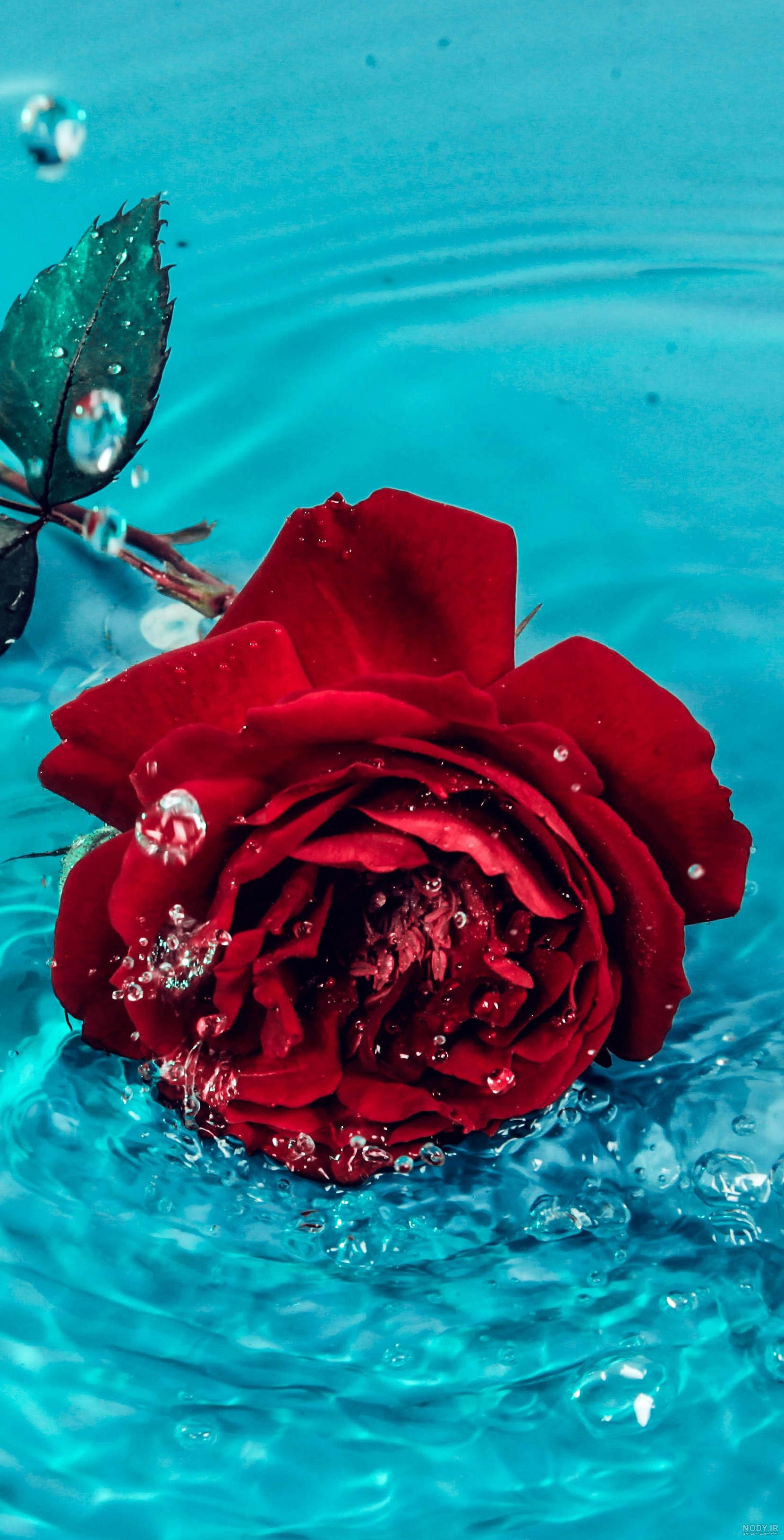 عکس زمینه گوشی گل