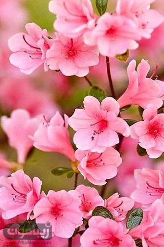 عکس زمینه گوشی گل گلی عکس زمینه گوشی گل گلی