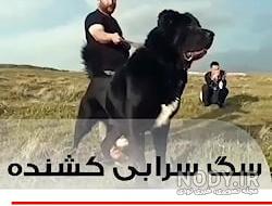 عکس سگ جنگی عکس سگ جنگی