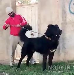 عکس سگ سرابی سیاه وحشی عکس سگ سرابی سیاه وحشی