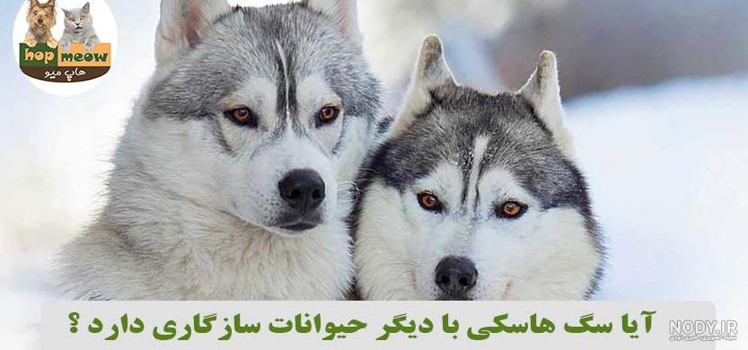 عکس سگ هاسکی سیاه