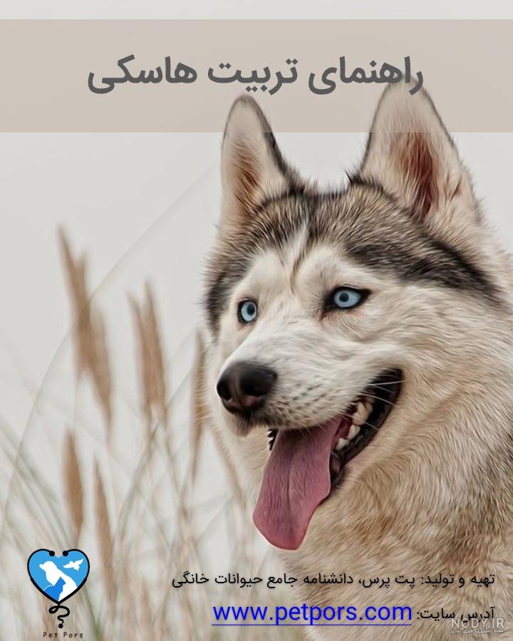 عکس سگ هاسکی چشم ابی