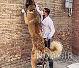 عکس سگ وحشی ایران عکس سگ وحشی ایران