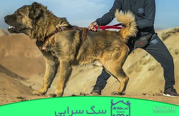 عکس سگ وحشی جنگلی عکس سگ وحشی جنگلی