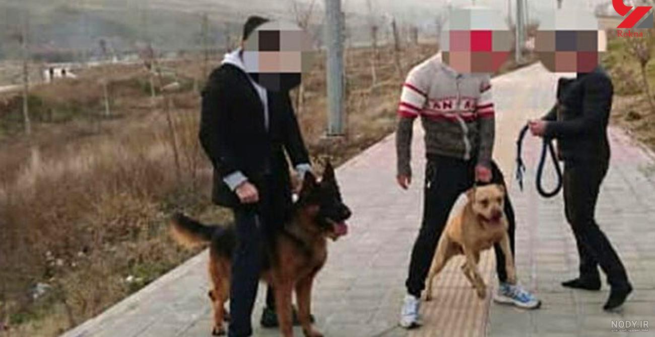 عکس سگ ژرمن شپرد پلیس عکس سگ ژرمن شپرد پلیس