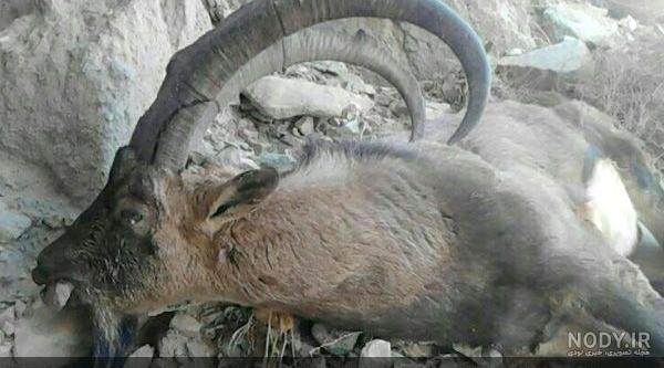 عکس شکار قوچ کوهی عکس شکار قوچ کوهی