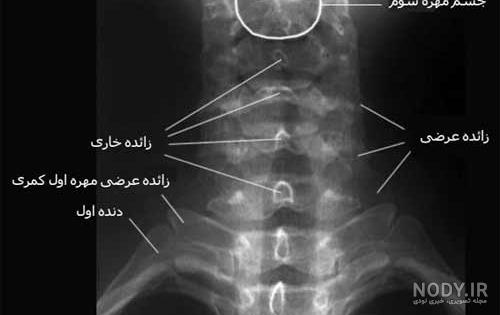 عکس صفحه صورتی کمرنگ ساده