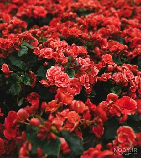 عکس طبیعت رویایی برای پروفایل