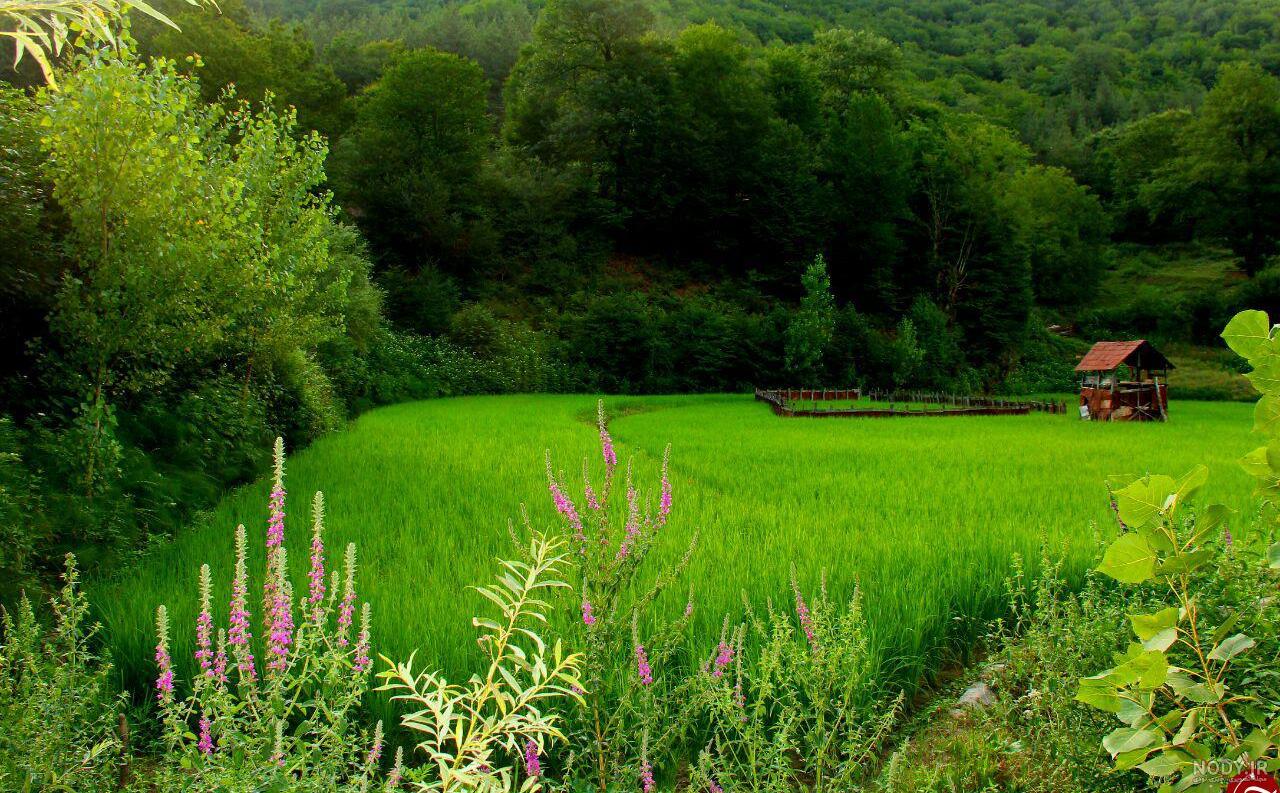 عکس طبیعت سرسبز عکس طبیعت سرسبز