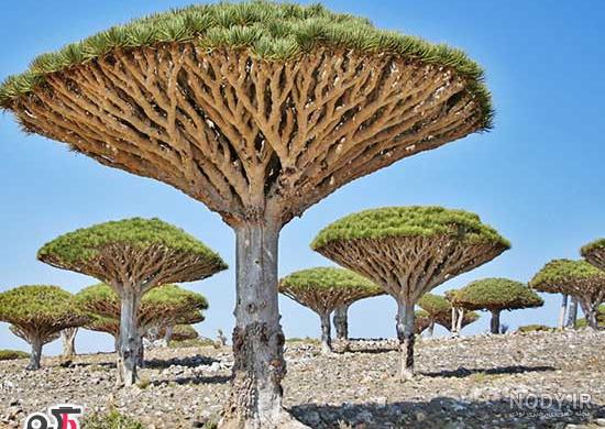 عکس طبیعت واقعی شمال عکس طبیعت واقعی شمال