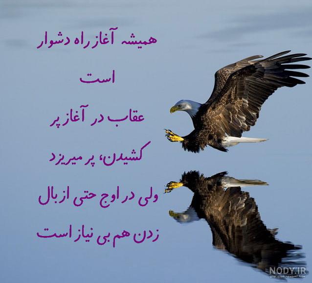 عکس عقاب برای تصویر زمینه کامپیوتر عکس عقاب برای تصویر زمینه کامپیوتر