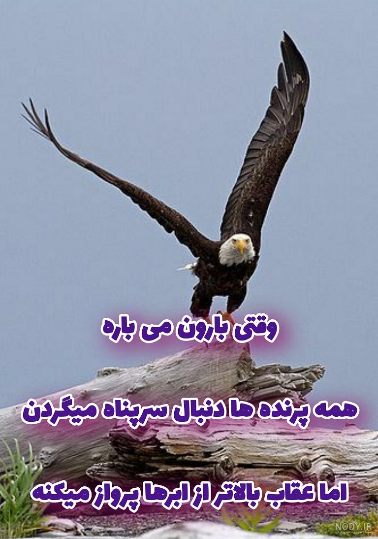 عکس عقاب برای پروفایل عکس عقاب برای پروفایل