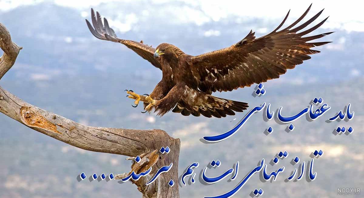 عکس عقاب خنده دار عکس عقاب خنده دار