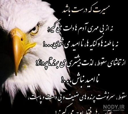 عکس عقاب سیاه عکس عقاب سیاه