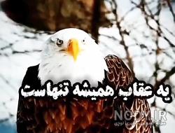 عکس عقاب واقعی عکس عقاب واقعی