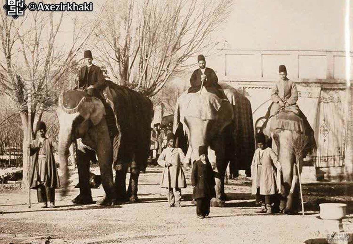 عکس فیل خانه
