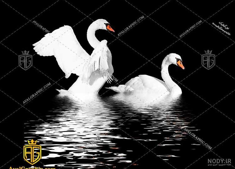 عکس قو سیاه عکس قو سیاه