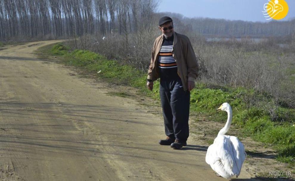 عکس قو های عاشق