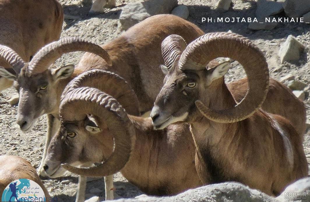 عکس قوچ کوهی