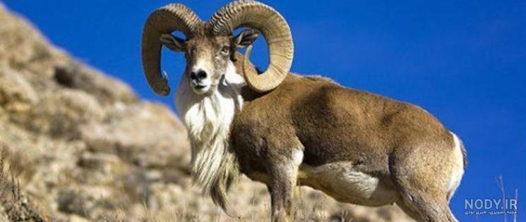 عکس قوچ کوهی شکار شده عکس قوچ کوهی شکار شده
