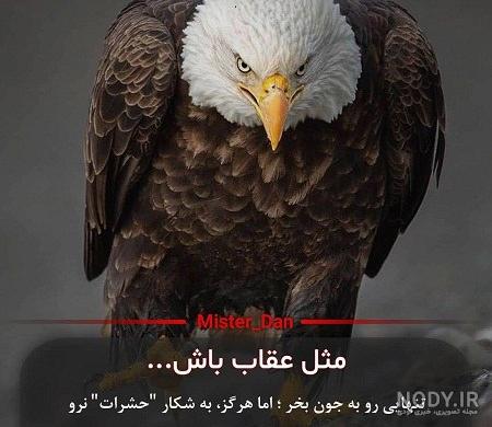 عکس پروفایل یک عقاب همیشه تنهاست عکس پروفایل یک عقاب همیشه تنهاست