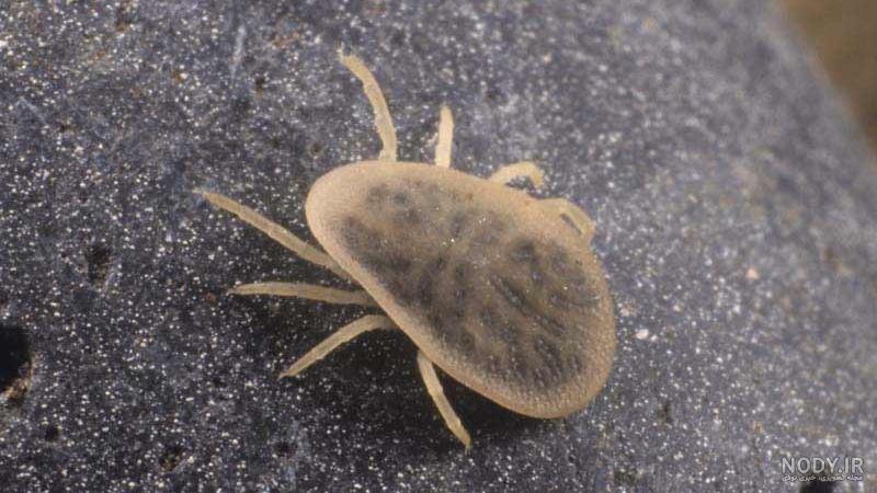 عکس کنه سوسکی عکس کنه سوسکی