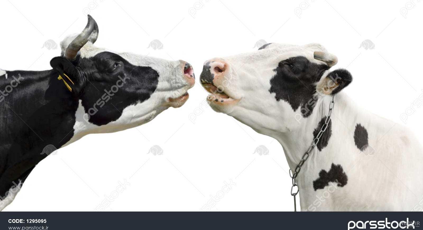 عکس گاو نقاشی عکس گاو نقاشی