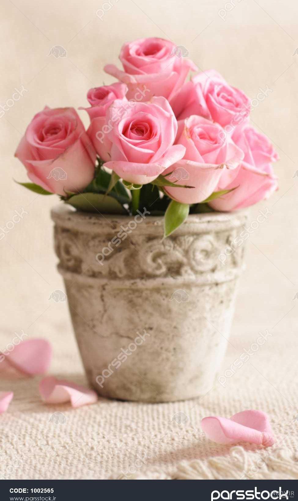 عکس گل رز آتشی عکس گل رز آتشی