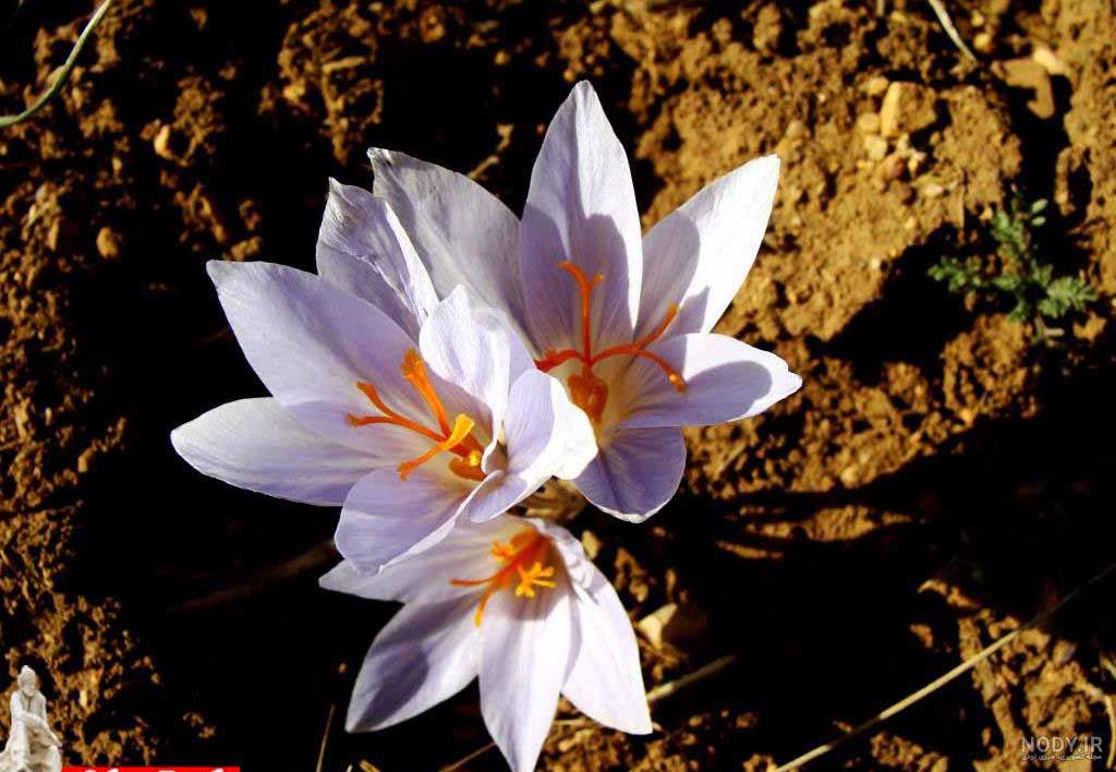 عکس گل زعفران کوهی