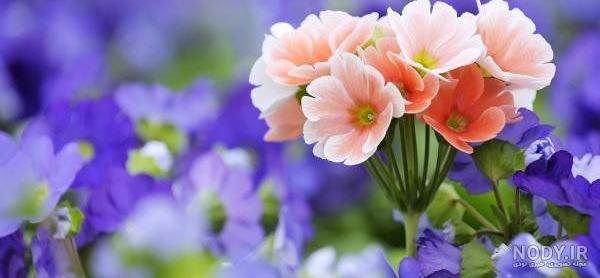 عکس گلهای بهاری زیبا برای پروفایل