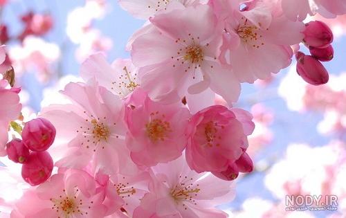عکس گلهای زیبای بهاری برای پروفایل