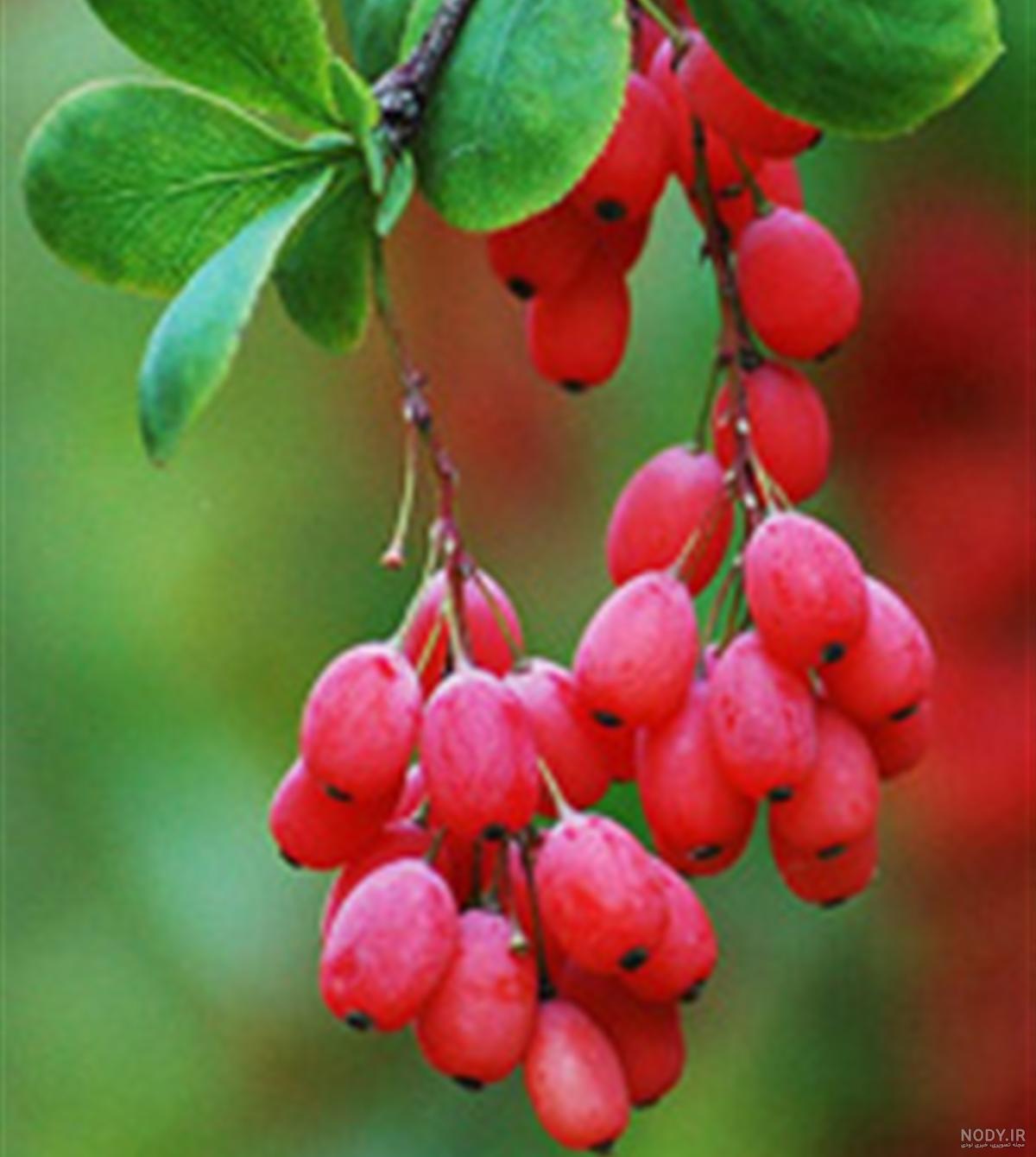 عکس گیاه زرشک