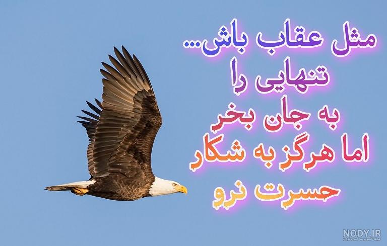 عکس یک عقاب همیشه تنهاست
