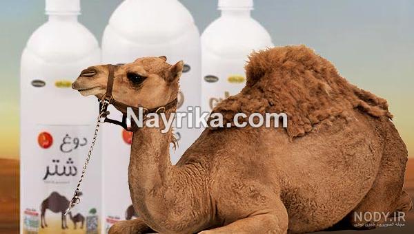 فواید شیر شتر