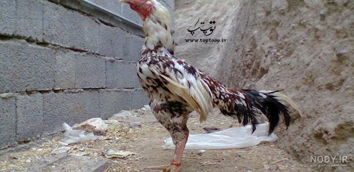 فیلم تشخیص جنسیت جوجه مرغ فیلم تشخیص جنسیت جوجه مرغ