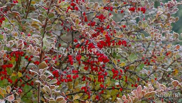 قیمت زرشک سیاه