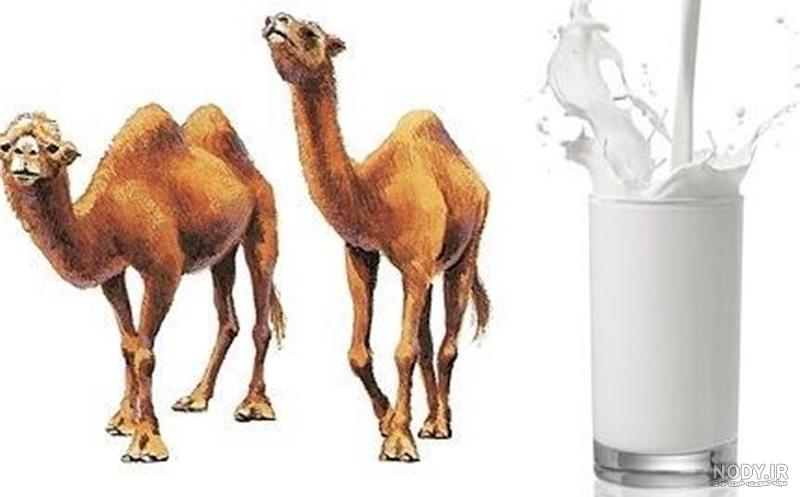 قیمت شیر شتر