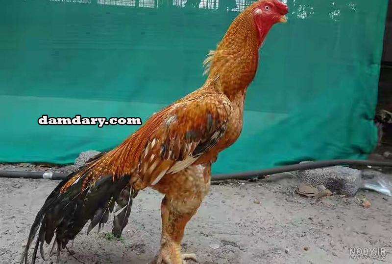 مرغ لاری اصیل مرغ لاری اصیل