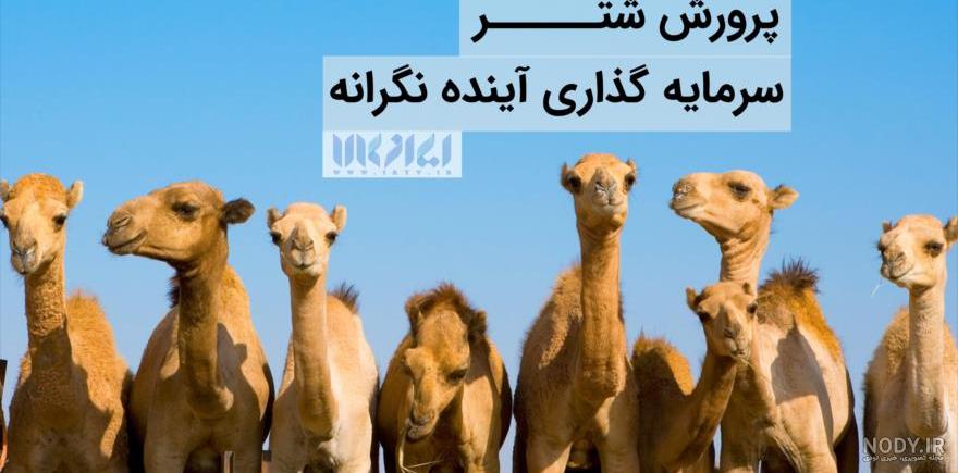 مضرات دوغ شتر
