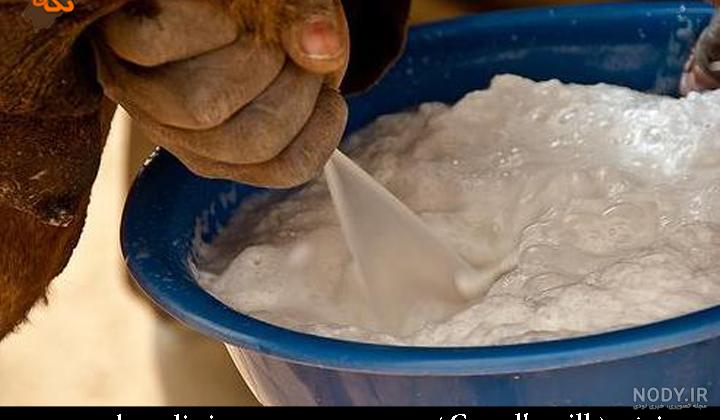 مضرات شیر شتر