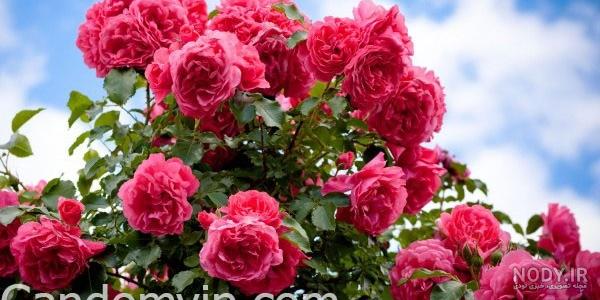 معنی گل رز زرد معنی گل رز زرد