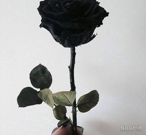 معنی گل رز سیاه معنی گل رز سیاه